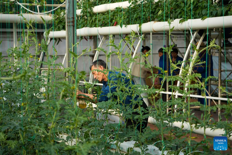 Shandong : les préparatifs pour la 27e Exposition internationale des sciences et technologies des légumes de Chine (Shouguang) sont entrés dans leur phase finale