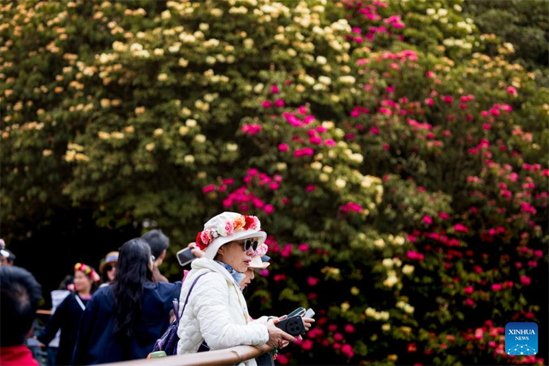 Guizhou: les azalées en pleine floraison à Bijie