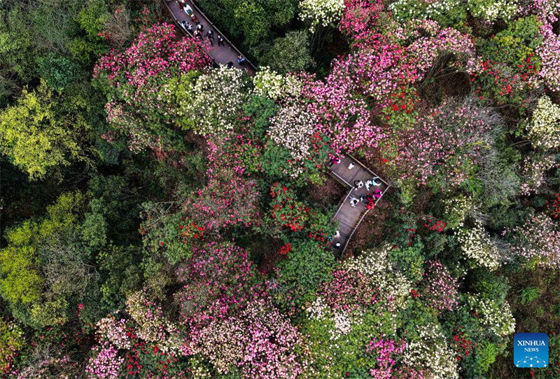 Guizhou: les azalées en pleine floraison à Bijie