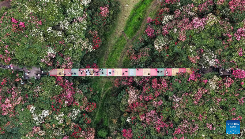 Guizhou: les azalées en pleine floraison à Bijie