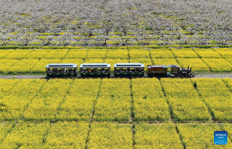 Hebei : les fleurs de poirier attirent les touristes à Jinzhou