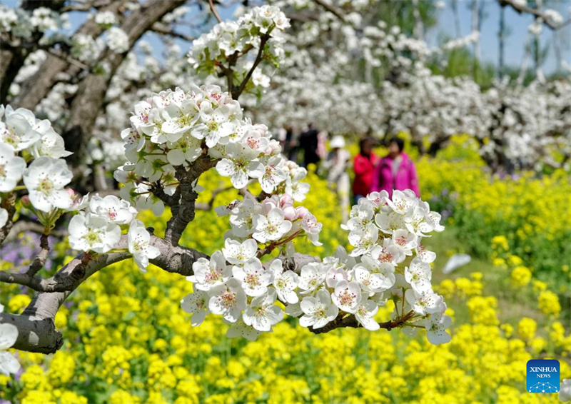 Des visiteurs admirent les fleurs dans un verger de poiriers de la commune de Zhoujiazhuang, à Jinzhou, dans la province du Hebei (nord de la Chine), le 6 avril 2026. (Yang Shiyao/Xinhua)
