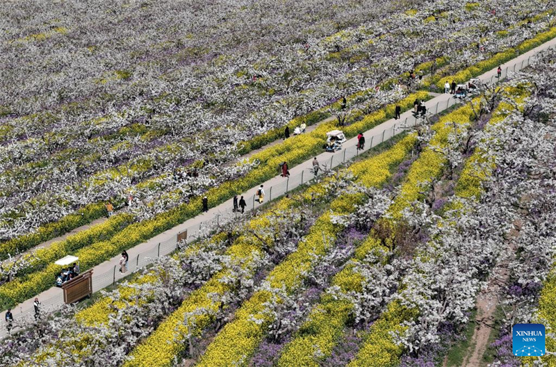 Hebei : les fleurs de poirier attirent les touristes à Jinzhou