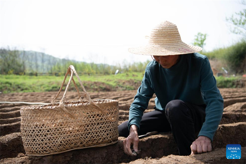 Anhui : la plantation du gingembre blanc à Tongling