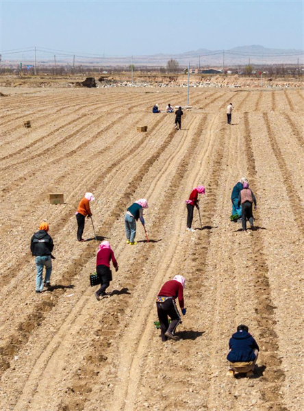 Ningxia : la plantation de pastèques Xisha a commencé à Zhongwei