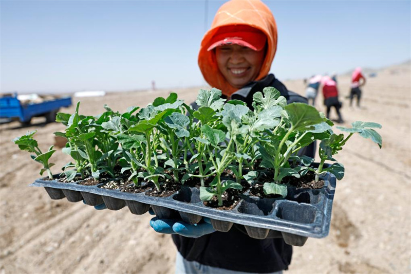 Ningxia : la plantation de pastèques Xisha a commencé à Zhongwei