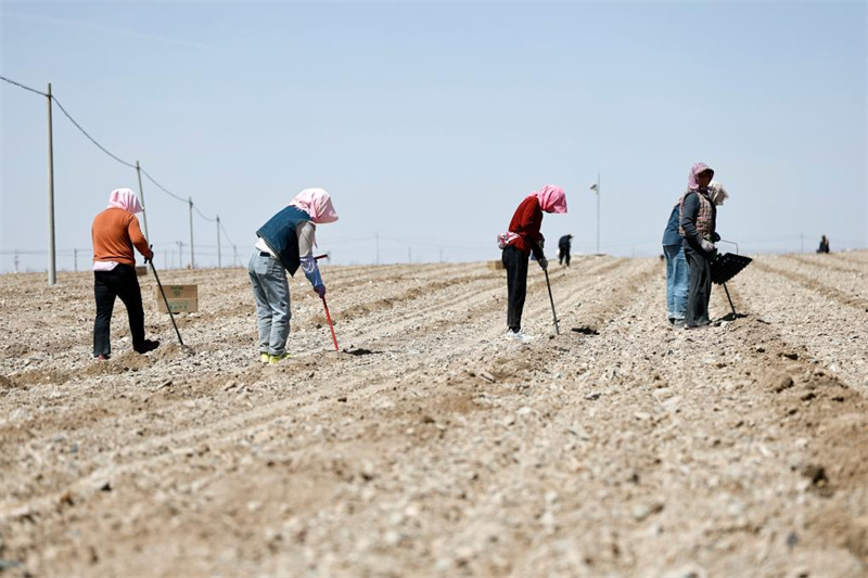 Ningxia : la plantation de pastèques Xisha a commencé à Zhongwei