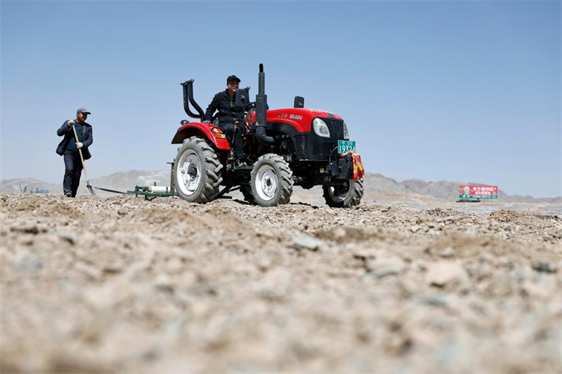 Ningxia : la plantation de pastèques Xisha a commencé à Zhongwei
