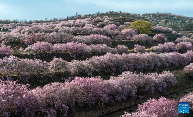 Ningxia : les fleurs printanières en pleine floraison pendant les vacances de la Fête Qingming