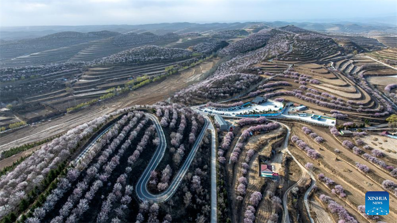 Ningxia : les fleurs printanières en pleine floraison pendant les vacances de la Fête Qingming