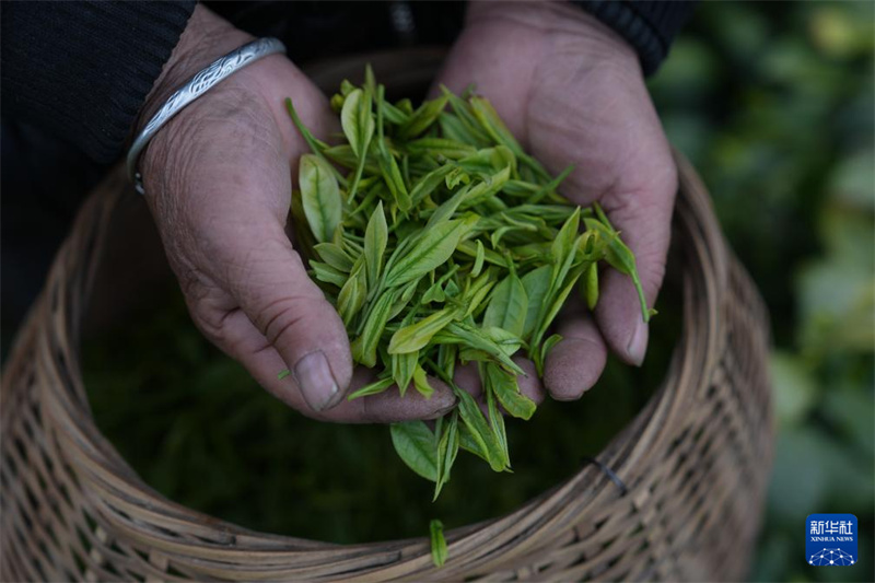 Zhejiang : la récolte du thé blanc a commencé dans les jardins de thé d'Anji