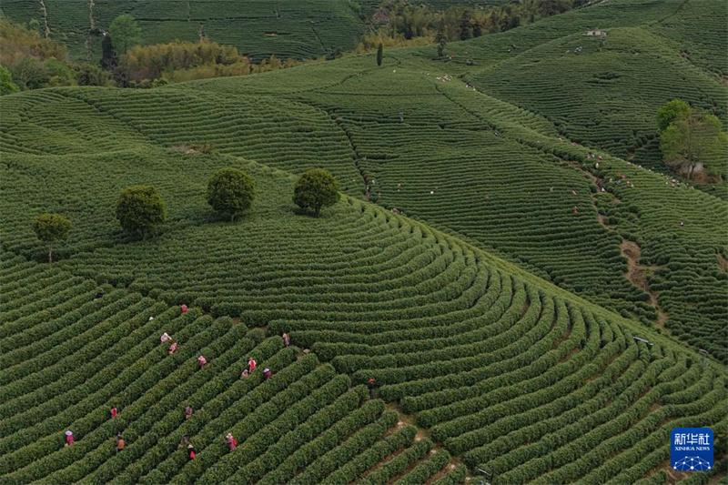 Zhejiang : la récolte du thé blanc a commencé dans les jardins de thé d'Anji