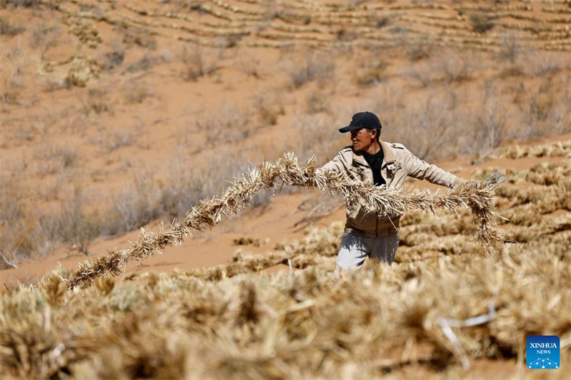 Ningxia : l'amélioration des barrières contre le sable du désert de Tengger à Zhongwei