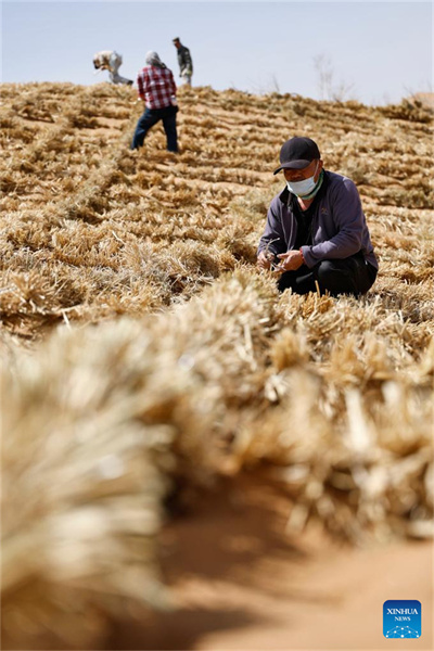 Ningxia : l'amélioration des barrières contre le sable du désert de Tengger à Zhongwei