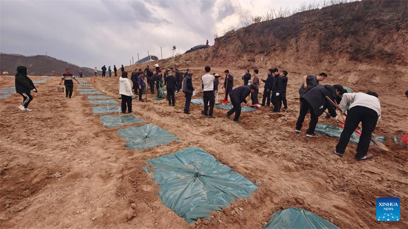 Comment l'innovation technologique chinoise en matière de plantation d'arbres remodèle les efforts visant à verdir les terres arides
