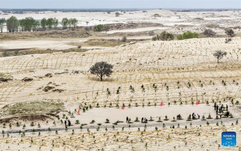 Photo aérienne prise par un drone le 19 avril 2026 montrant des ouvriers plantant des arbres dans une zone de projet de lutte contre la désertification dans la bannière arrière de l'aile gauche de Horqin, à Tongliao, dans la région autonome de Mongolie intérieure (nord de la Chine). (Lian Zhen/Xinhua)