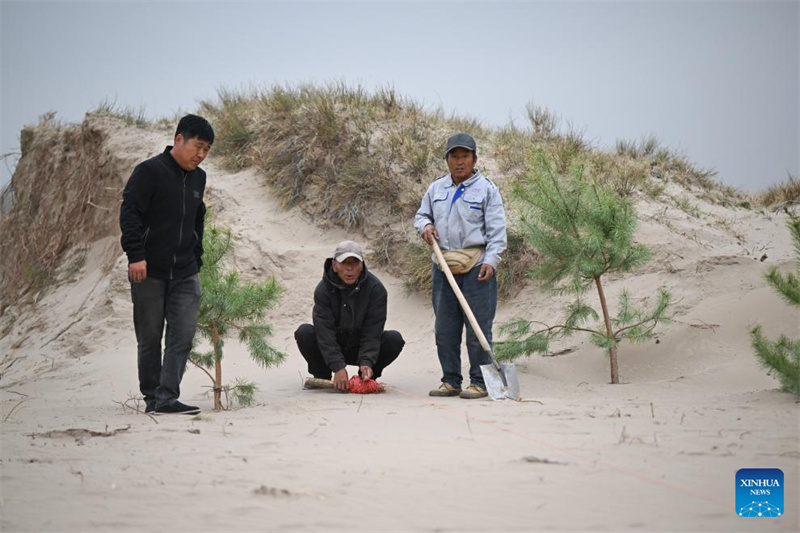 Mongolie intérieure : les efforts de lutte contre la désertification se poursuivent dans la bannière arrière gauche d'Horqin