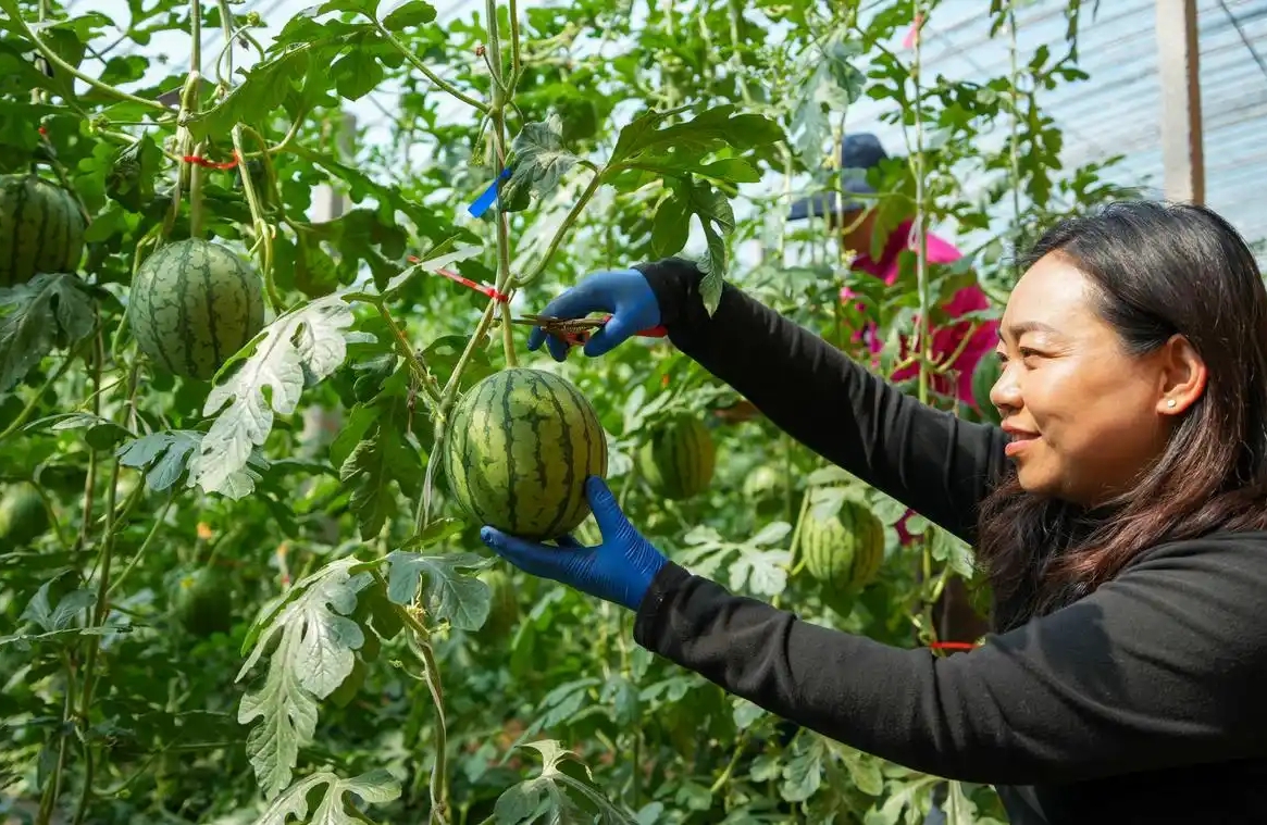 Shandong : les mini-pastèques sont mûres et la récolté bat son plein à Weifang