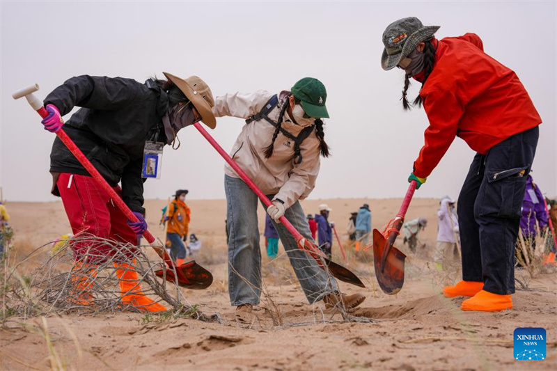 Des volontaires des provinces du Hunan et du Jiangxi creusent une fosse pour le stockage de l'eau dans la base forestière écologique de bien-être public de Zhonglin, dans le comté de Minqin de la province du Gansu (nord-ouest de la Chine), le 20 avril 2026. (Lang Bingbing/Xinhua)