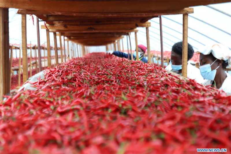 Au Rwanda, les producteurs de piments bénéficient de la politique chinoise d'exemption de droits de douane