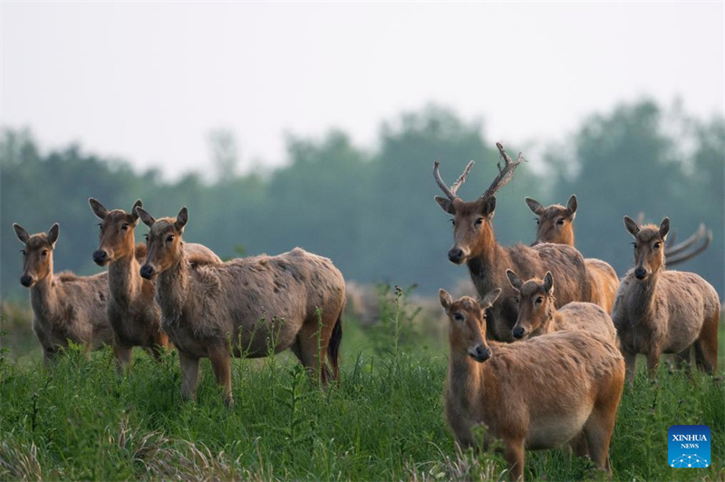 Photo prise le 23 avril 2026 montrant des cerfs de Milu dans la réserve naturelle nationale de Shishou, située dans la province du Hubei (centre de la Chine). (Wu Zhizun/Xinhua)