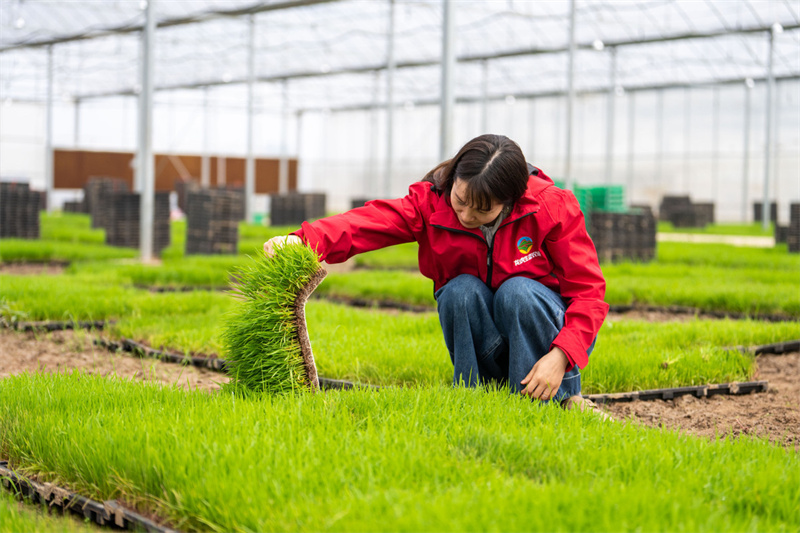 Hunan : une ferme rizicole de Changsha choisit une option intelligente
