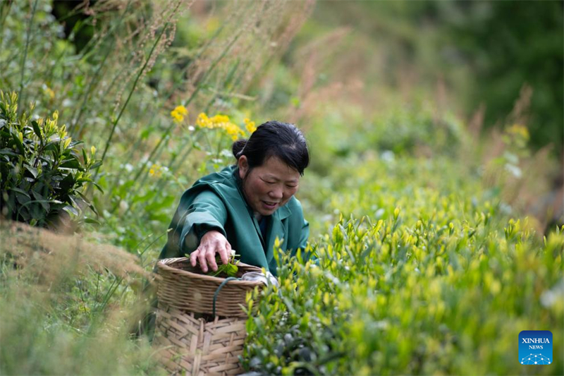 Anhui : les producteurs de thé acheminent les arômes des montagnes jusqu'aux consommateurs urbains