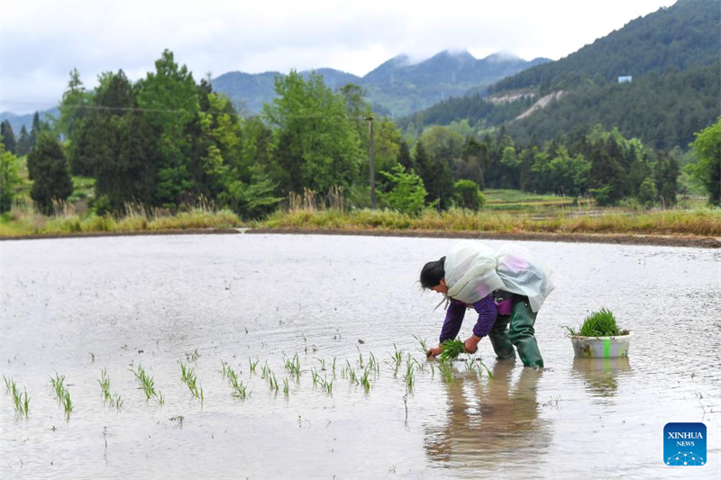Chongqing : les agriculteurs du canton de Yuchi travaillent dans leurs champs