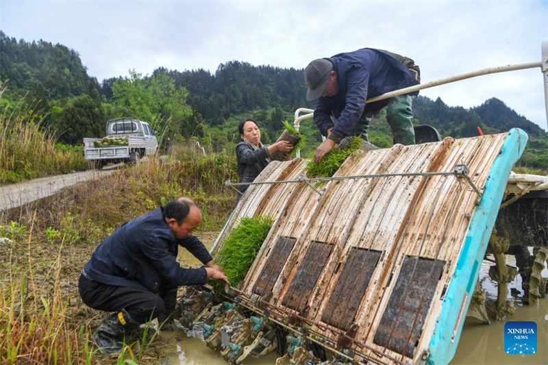 Chongqing : les agriculteurs du canton de Yuchi travaillent dans leurs champs