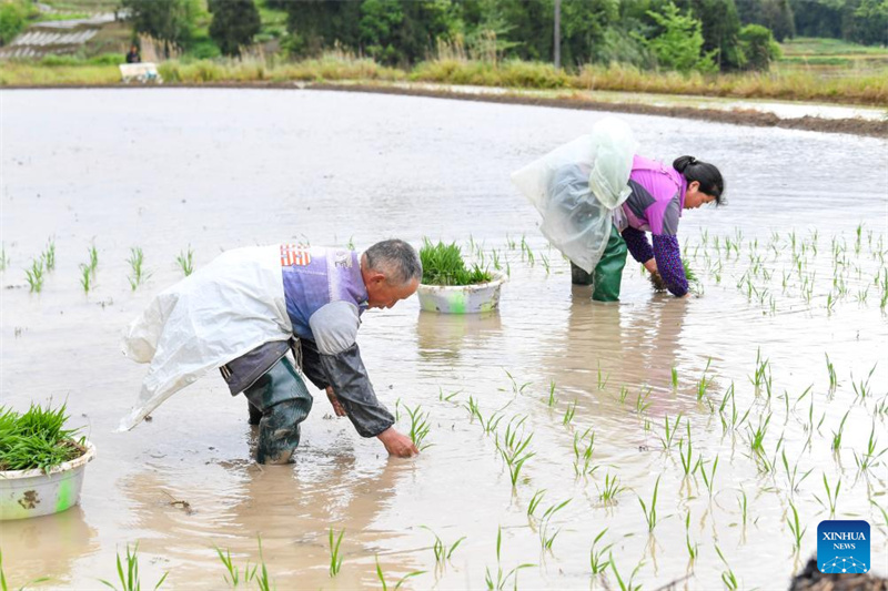 Chongqing : les agriculteurs du canton de Yuchi travaillent dans leurs champs