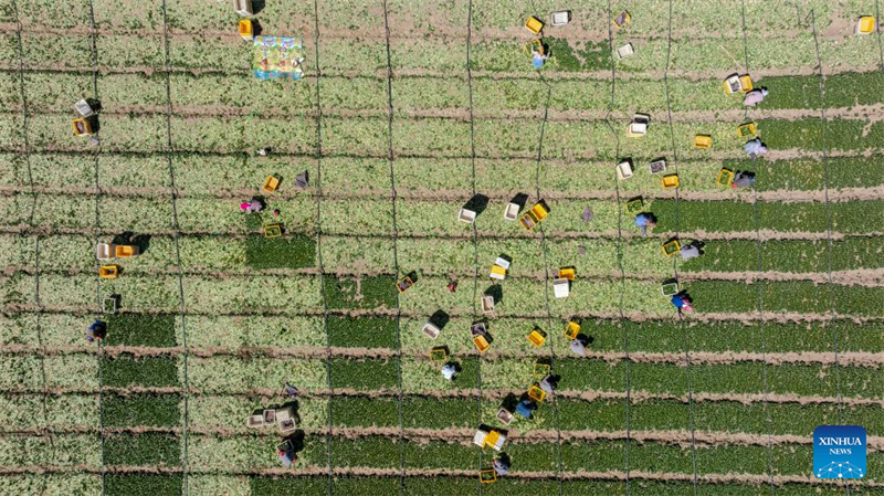 Ningxia : la première récolte de légumes de saison froide a commencé dans le comté de Helan