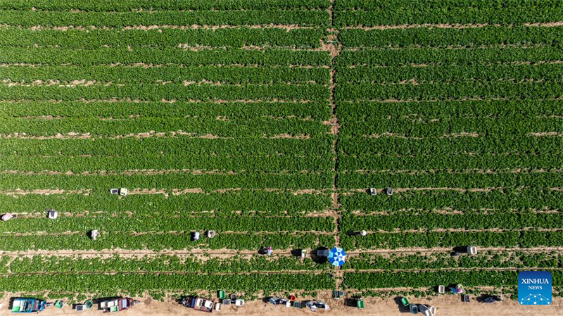 Ningxia : la première récolte de légumes de saison froide a commencé dans le comté de Helan