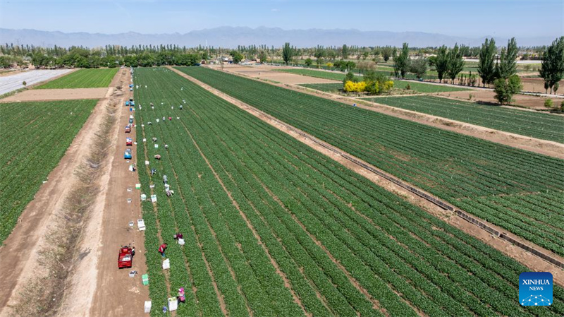 Ningxia : la première récolte de légumes de saison froide a commencé dans le comté de Helan