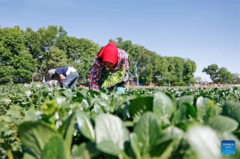 Ningxia : la première récolte de légumes de saison froide a commencé dans le comté de Helan