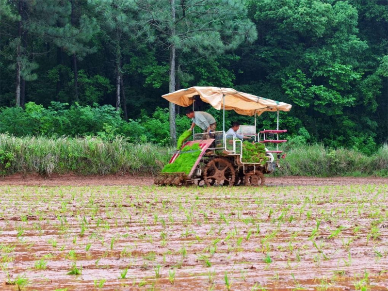 Une repiqueuse à riz équipée du système de navigation par satellite BeiDou procède au repiquage de jeunes plants de riz précoce dans le district de Taihe, à Ji'an, dans la province du Jiangxi (est de la Chine). (Photo/Deng Heping)