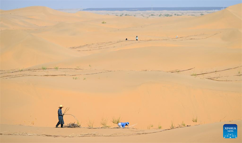 Mongolie intérieure : la bannière de Hanggin fait progresser ses efforts de contrôle du sable avec régularité