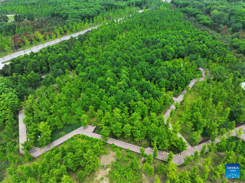 Photo aérienne prise par un drone le 19 mai 2026 montrant une forêt dans la Nouvelle Zone de Xiong'an, dans la province du Hebei (nord de la Chine). (Zhu Xudong/Xinhua)