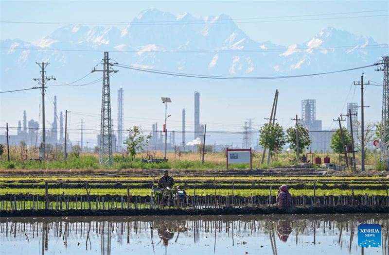 Xinjiang : des agriculteurs transplantent des plants de riz à Urumqi