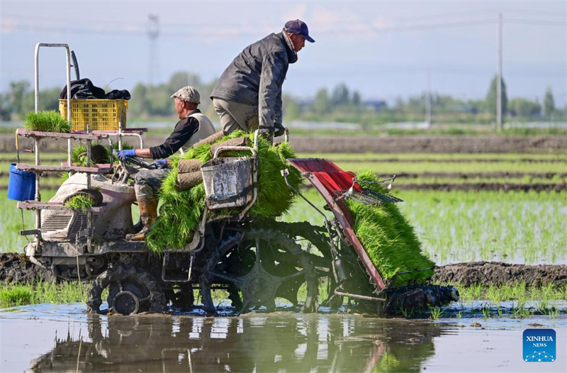 Xinjiang : des agriculteurs transplantent des plants de riz à Urumqi