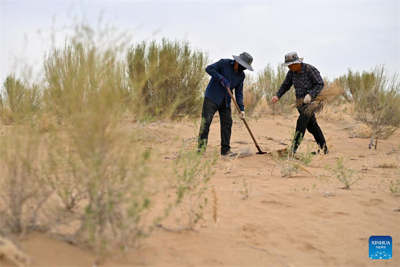 Mongolie intérieure : la gestion écologique du désert d'Ulan Buh progresse