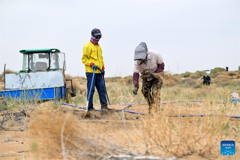 Mongolie intérieure : la gestion écologique du désert d'Ulan Buh progresse
