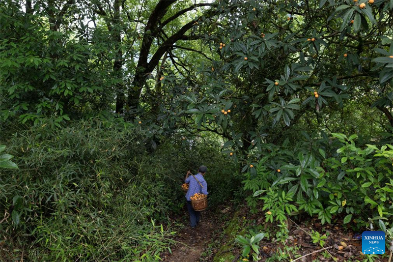 Anhui : la récolte des nèfles dans le comté de Shexian