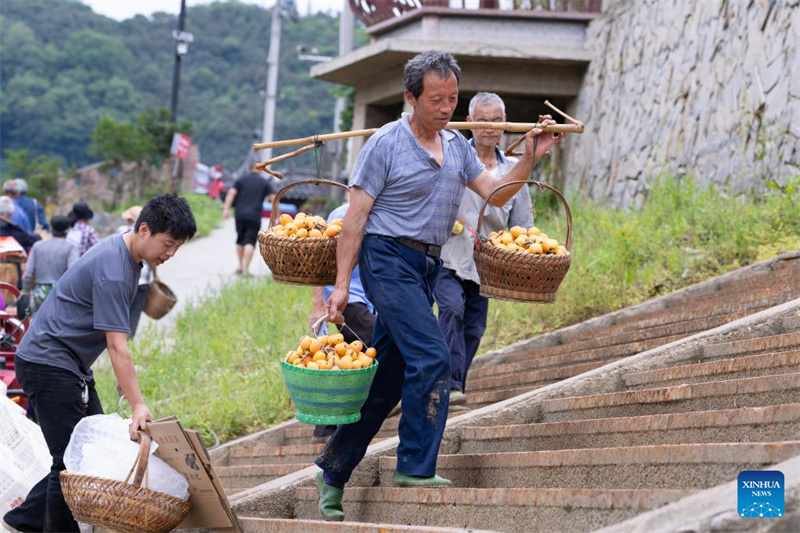Des agriculteurs vendent des nèfles dans le village de Zhangtan du comté de Shexian, à Huangshan, dans la province de l'Anhui (est de la Chine), le 21 mai 2026. (Zhuang Duan/Xinhua)
