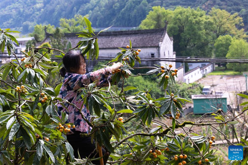 Anhui : la récolte des nèfles dans le comté de Shexian