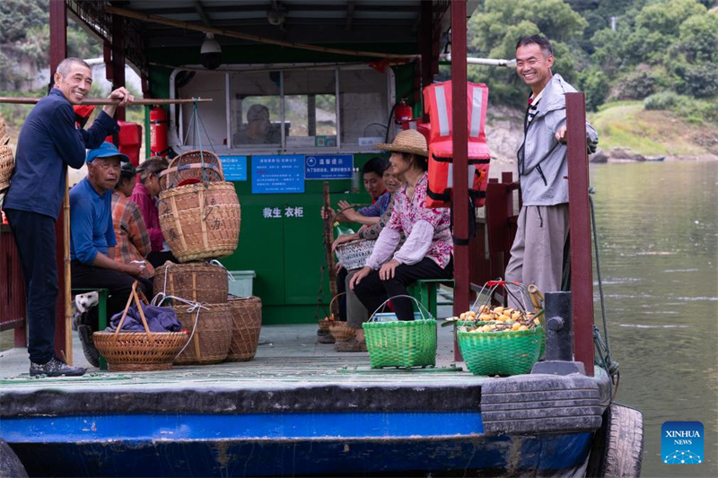 Anhui : la récolte des nèfles dans le comté de Shexian