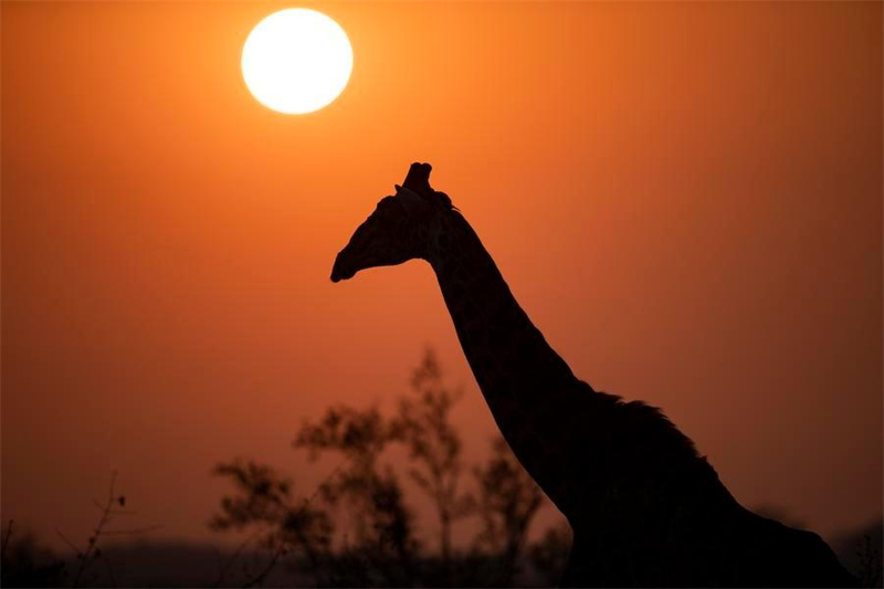 Une girafe déambule au parc national Kruger, dans la province du Mpumalanga, en Afrique du Sud, le 17 septembre 2022. (Zhang Yudong/Xinhua)