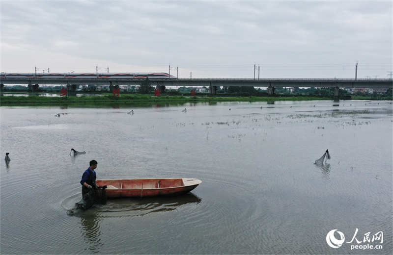 Jiangxi : les écrevisses nagent vers le grand marché à Yongxiu