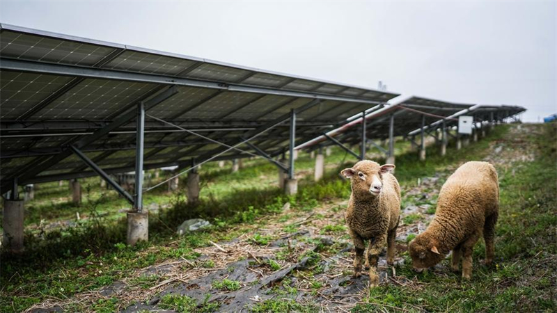 Des moutons paissent sous des panneaux solaires dans une centrale agrivoltaïque du district autonome Yi-Hui-Miao de Weining, dans la province chinoise du Guizhou (sud-ouest), le 8 mai 2026. (Photo : Tao Liang)