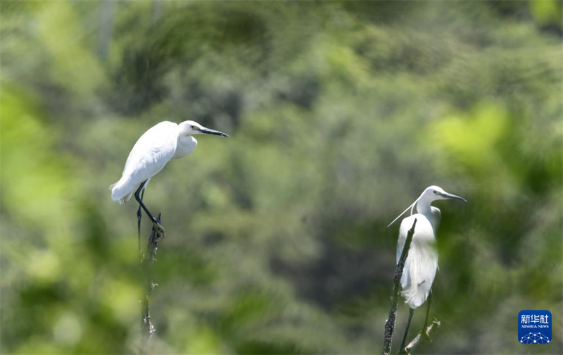 Beijing : les oiseaux entrent dans une période clé de reproduction au réservoir de Miyun