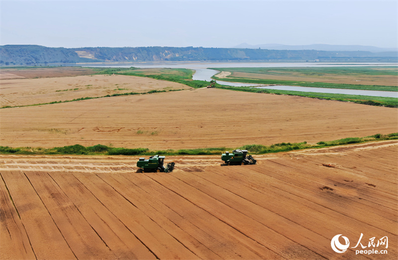 Henan : la récolte du blé au bord du fleuve Jaune